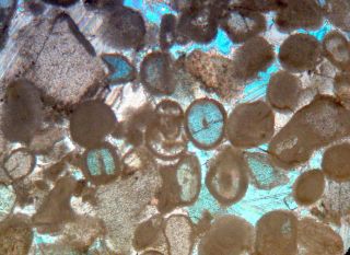 20 X 19th.  C.  Paper Covered Mineral Microscope Slides: Limestone/chalk (ireland) photo