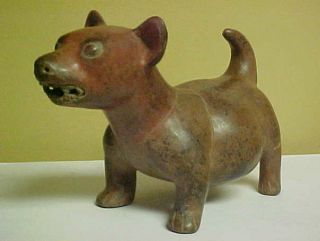 Pre - Columbian Colima Terracotta Dog Effigy,  Circa 300 B.  C. photo