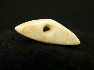 Neolithic Neolithique Shell Fish Hook - 6500 To 2000 Before Present - Sahara photo