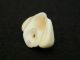 Ancient Marine Shell Bead - 200 Years Old - Sahara Jewelry photo 2