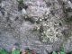 19th Century Daikoku Granite Stone Water Basin Other photo 5
