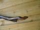 Hand Carved Snake Great Wall Hanger Or Tobe Sit On Stand Hard Oak Hand Made Carved Figures photo 6