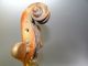 Antique Reproduction Italian 1702 Francesco Mantegazza Broken Violin Body Parts String photo 1