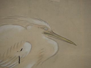Japanese Makuri 逸斎 Painting Scroll Jiku Japan Old Art Egret Hand Painted 617 photo