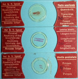 Antique Microscope Slides photo