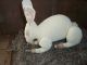 Primitive Antique White Easter Back Porch Bunny Rabbit Doll W/ Rusty Bell & Tag Primitives photo 2