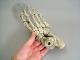 A Fine Vintage Articulated Anatomical Human Skeletal Foot,  (resin Molding). Other photo 1
