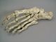 A Fine Vintage Articulated Anatomical Human Skeletal Foot,  (resin Molding). Other photo 2
