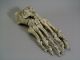 A Fine Vintage Articulated Anatomical Human Skeletal Foot,  (resin Molding). Other photo 5