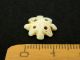 Ancient Marine Shell Bead - 200 Years Old - Sahara Jewelry photo 3