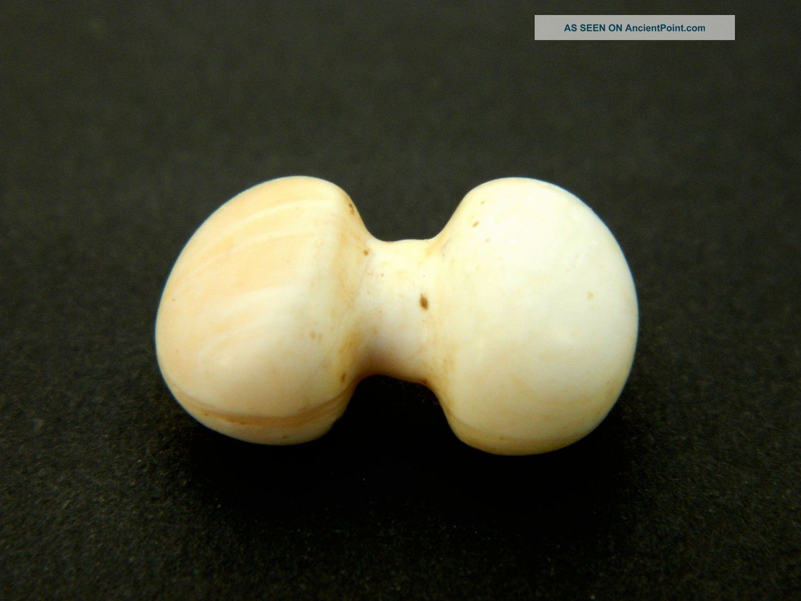 Neolithic Neolithique Shell Fibula / Bead - 6500 To 2000 Before Present - Sahara Neolithic & Paleolithic photo