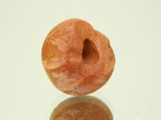 Neolithic Neolithique Marly Chalk Hair Bead - 6500 To 2000 Bp - Sahara photo