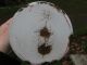 Antique & Very Shabby Child ' S Enamel Potty W/soldier Marching Czechoslovakia Primitives photo 2