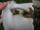 Antique & Very Shabby Child ' S Enamel Potty W/soldier Marching Czechoslovakia Primitives photo 3