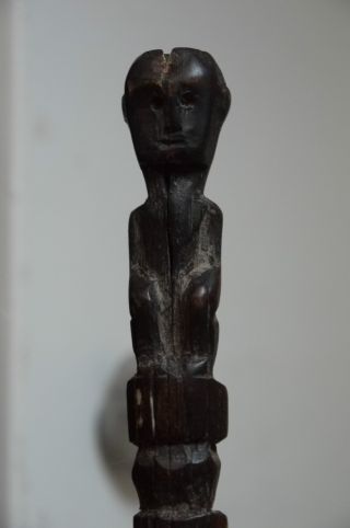 A Rare Swordfish Bill Carved With Head From Timor,  Indonesia photo