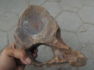 Fossil The Hippopotamus Vertebra From Sangiran photo