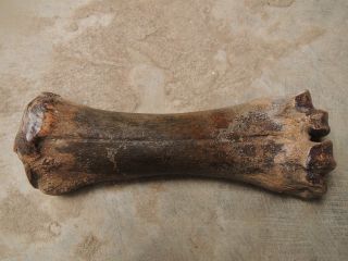 Fossil Radius Bone Java Tiger (paleojavanica) photo