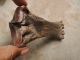 Fossil Radius Bone Java Tiger (paleojavanica) Amulets photo 2