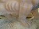 Solid 100% Natural Marble Block Hand Carved Estate Life Size Lion Pair Statues Other photo 8