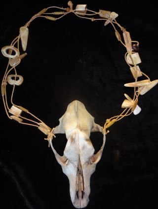 Bone Necklace Papua New Guinea Tribal Ethnographic photo