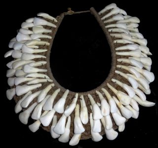 Buffalo Tooth Necklace 
