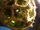 5 Inch Rare Dark Green Made In Czechoslovakia European Glass Float Ball (363) Fishing Nets & Floats photo 6