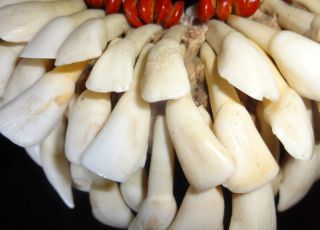 Buffalo Tooth Necklace Papua New Guinea Tribal Ethnographic Museum Quality Stand photo