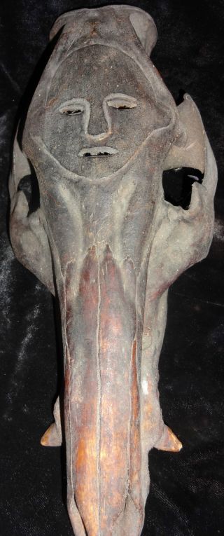 Stunning Scrimshaw Baor Skull West Timor Atoni Tribe Museum Quality photo