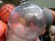 Rare 7 Inch Clear Glass Float Ball Buoy Bouy (0416) Fishing Nets & Floats photo 3