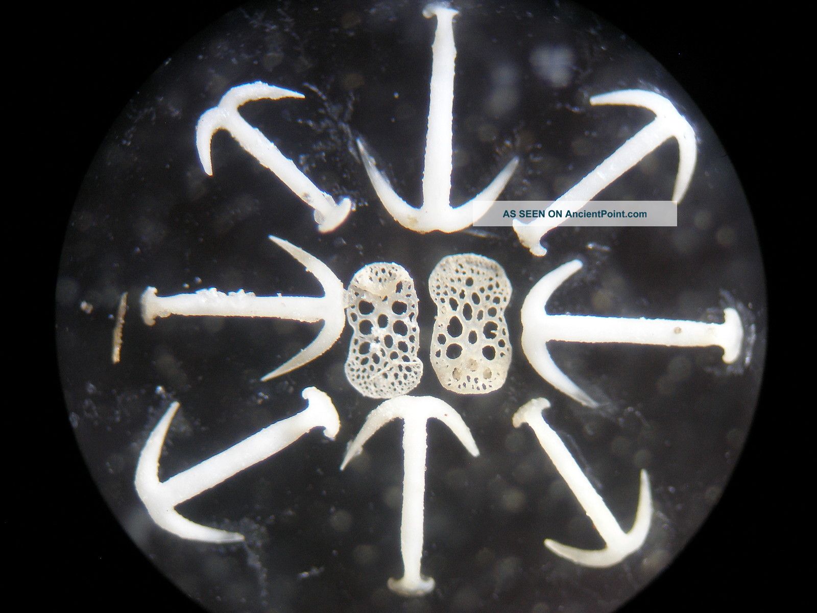 Early Arranged Marine Microscope Slide: Spicules Of Synapta Other photo