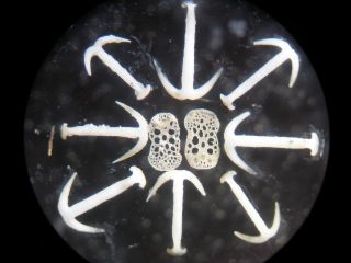 Early Arranged Marine Microscope Slide: Spicules Of Synapta photo