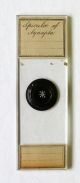 Early Arranged Marine Microscope Slide: Spicules Of Synapta Other photo 1