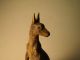 Outstanding Austrian Bronze Amazing Kangaroo Metalware photo 3