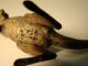 Outstanding Austrian Bronze Amazing Kangaroo Metalware photo 5
