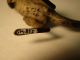 Outstanding Austrian Bronze Amazing Kangaroo Metalware photo 6