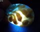 100% Natural Hand - Carved Old Hetian Jade Pendant Jadeite Necklace Peanut 575 Necklaces & Pendants photo 1