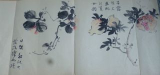 Japanese Ink Drawing Sketch Pomegranate Hand Drawn 66 X 30 Cm Showa/taisho photo