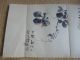 Japanese Ink Drawing Sketch Pomegranate Hand Drawn 66 X 30 Cm Showa/taisho Prints photo 1