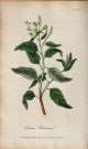 Herbs Herbal Medical 19th Century 1820 Art Medicinal Botanical 1820 Other photo 1