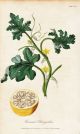 Herbs Herbal Medical 19th Century 1820 Art Medicinal Botanical 1820 Other photo 3