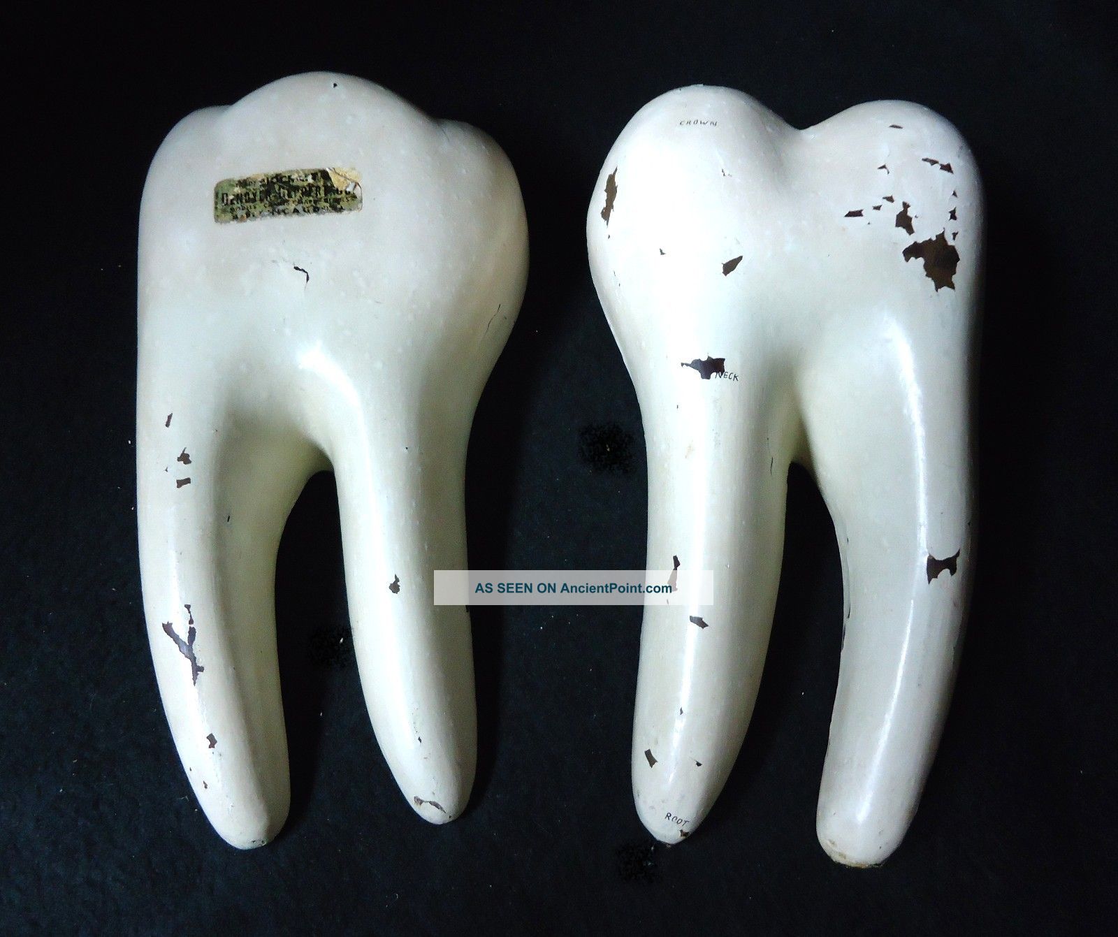 Antique Denoyer Geppert - Molar Dental Tooth Anatomical Teaching Model,  2 Parts Dentistry photo
