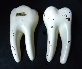 Antique Denoyer Geppert - Molar Dental Tooth Anatomical Teaching Model,  2 Parts photo