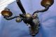 Pair 3 - Lights Figural Swan Bronze Sconces C.  1835 Neoclassical Empire Biedermeier Metalware photo 4