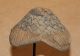 Congo Old African Hats Anciene Coiffe D ' Afrique Kuba Africa Afrika Headdress Other photo 9