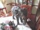 Extra Large Showpiece Antique Copper India Elephant Fully Caparisoned India photo 2