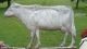 Folky Antique Cow Weathervane Directional Neat Item Primitives photo 10