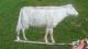 Folky Antique Cow Weathervane Directional Neat Item Primitives photo 3