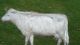 Folky Antique Cow Weathervane Directional Neat Item Primitives photo 7
