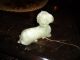 Rare Jade Ram (sheep) Statue - A Must Have For Any Collector Men, Women & Children photo 2