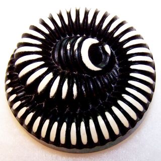 Vintage Black & White Spiral Celluloid Art Deco Button 1&5/16” Diameter ½” High photo